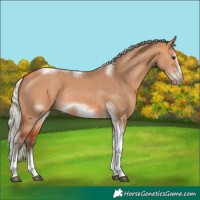 Horse Color:Silver Bay Dun Sabino Tobiano Frame Rabicano 