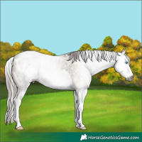 Horse Color:Gray Bay Dun Splash Appaloosa 
