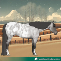 Horse Color:Grullo Roan Near Leopard 