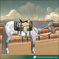 Horse Color:Grullo Roan Appaloosa 