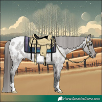 Horse Color:Grullo Roan Appaloosa 