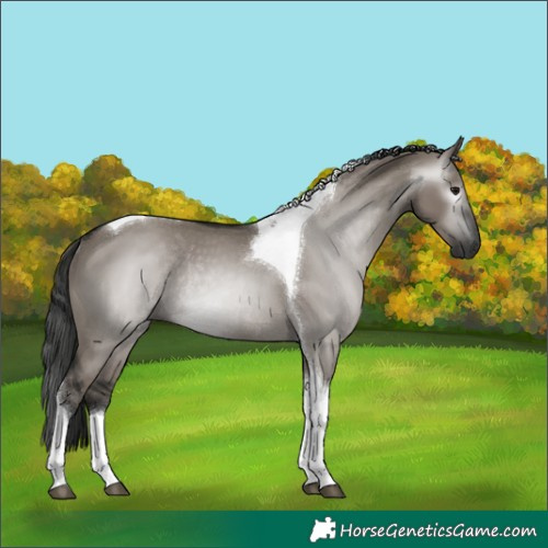 Horse Color:Gray Grullo Tobiano Rabicano