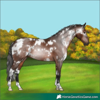 Horse Color:Gray White Spotted Bay