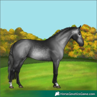 Horse Color:Gray Black 