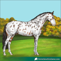 Horse Color:Bay Sabino Appaloosa Rabicano