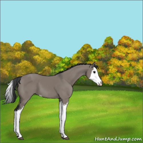 Horse Color:Grullo Splash