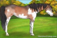Horse Color:Bay Splash 