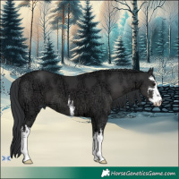 Horse Color:White Spotted Black Ice 