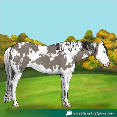 Horse Color:White Spotted Grullo Splash