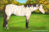 Horse Color:Buckskin Dun Tobiano Near Leopard 