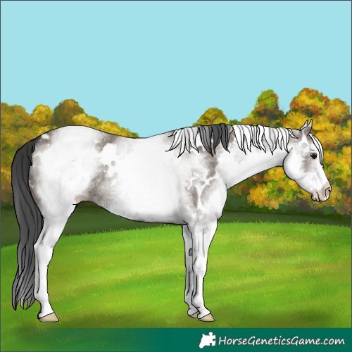 Horse Color:White Spotted Grullo