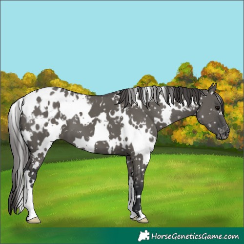 Horse Color:White Spotted Grullo Blanket