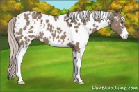 Horse Color:White Spotted Silver Grullo Sabino Appaloosa 