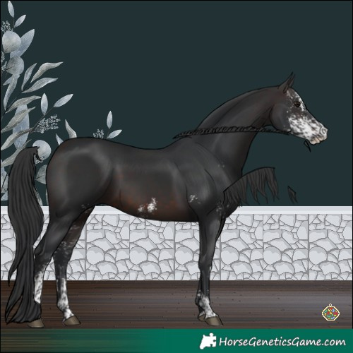 Horse Color:Brown Sabino