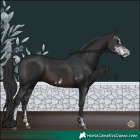 Horse Color:Brown Sabino 