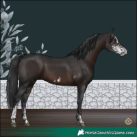 Horse Color:Brown Sabino 