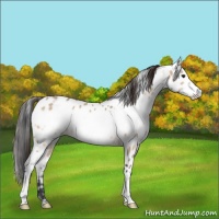 Horse Color:White Spotted Brown Dun Frame Appaloosa 