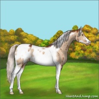 Horse Color:Silver Bay Dun Tobiano Frame Appaloosa Brindle 