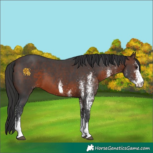 Horse Color:White Spotted Brown 