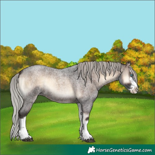 Horse Color:Silver Brown Roan Onyx Splash 