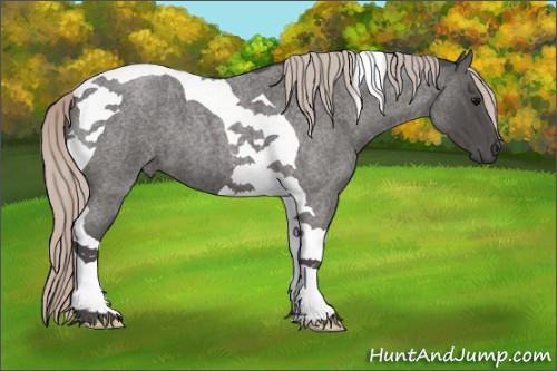Horse Color:Silver Blue Roan Tobiano 