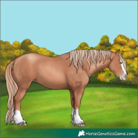 Horse Color:Gold Champagne Splash 