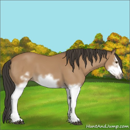 Horse Color:Bay Splash Frame