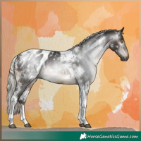Horse Color:Gray Silver Brown Tobiano Appaloosa Rabicano 