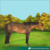 Horse Color:Buckskin 