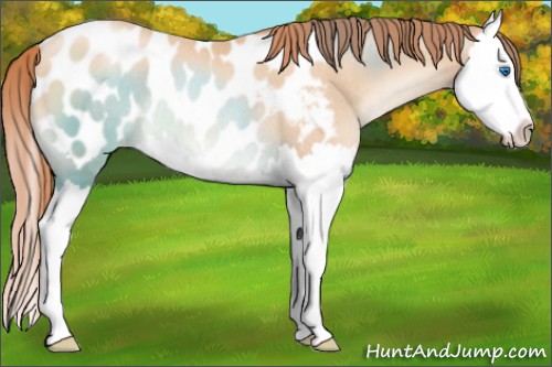 Horse Color:Sable Champagne Pearl Splash Blanket Rabicano