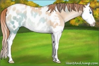 Horse Color:Sable Champagne Pearl Splash Appaloosa Rabicano
