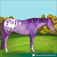 Horse Color:Chocolate Buckskin Pearl Appaloosa