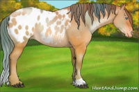 Horse Color:Chocolate Brown Pearl Dun Appaloosa