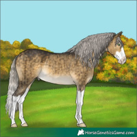 Horse Color:White Spotted Silver Buckskin Dun Splash Rabicano Brindle 
