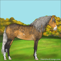 Horse Color:Silver Buckskin Mushroom Sabino