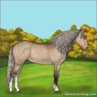 Horse Color:Silver Buckskin Dun Sabino 