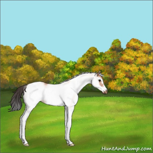 Horse Color:White Spotted Bay Splash Frame Rabicano 