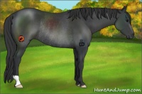 Horse Color:Black Rabicano 