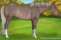 Horse Color:Silver Black Rabicano 