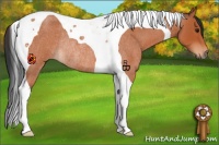 Horse Color:Bay Roan Tobiano Rabicano
