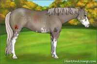 Horse Color:Silver Black Sabino 
