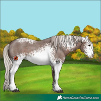Horse Color:White Spotted Silver Blue Roan 