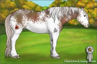 Horse Color:White Spotted Silver Blue Roan 