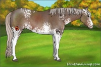 Horse Color:White Spotted Silver Black
