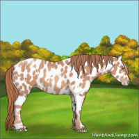 Horse Color:Gold Champagne Appaloosa and Gold Champagne Appaloosa