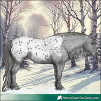 Horse Color:Black Appaloosa 