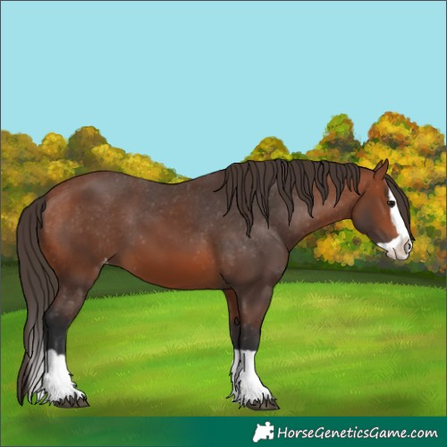 Horse Color:Bay Splash Appaloosa 