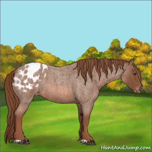 Horse Color:Red Roan Appaloosa