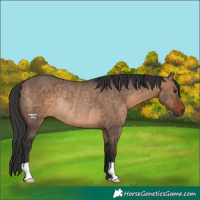 Horse Color:Brown Dun Rabicano 