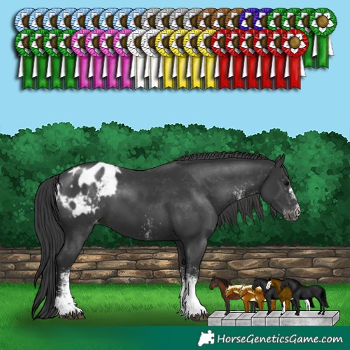 Horse Color:White Spotted Black Appaloosa 